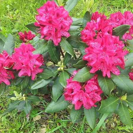 Piano Ranch Guest house